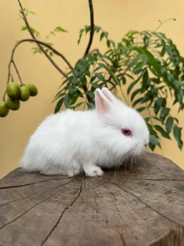 Mini Coelhos padrão pet