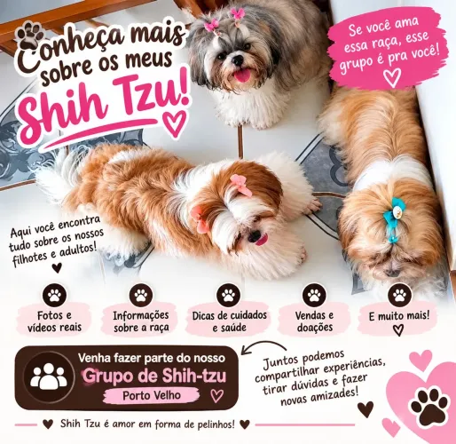 Querem conhecer os meus shih-tzu