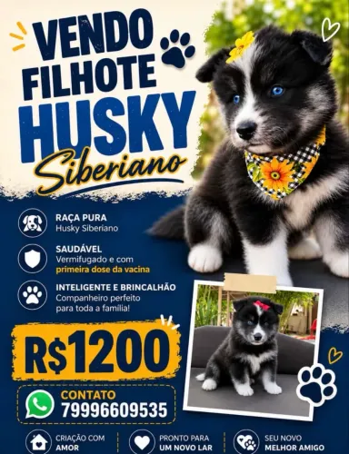 Filhote de Husky