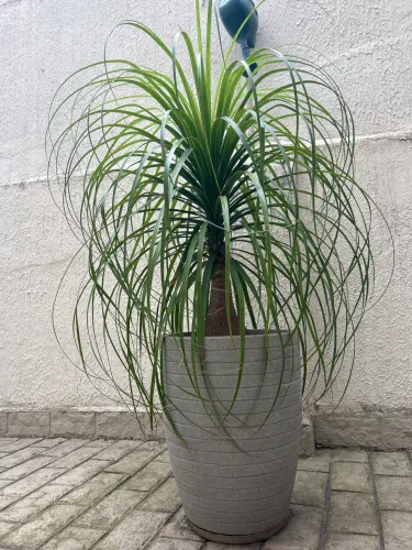 Planta Pata de Elefante