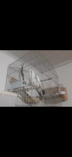 Vendo gaiola completa
