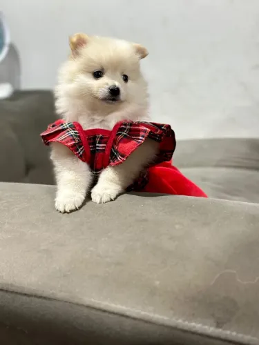 Filhote de Lulu da Pomerânia Fêmea 