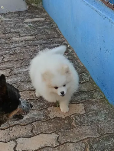 Lindo Spitz com Pedigree Macho! Oportunidade
