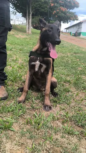 Pastor belga malinois 