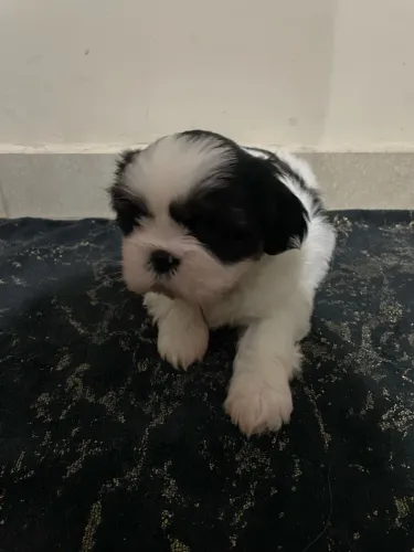 Cachorro shih tzu