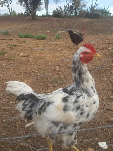 Frango gsb