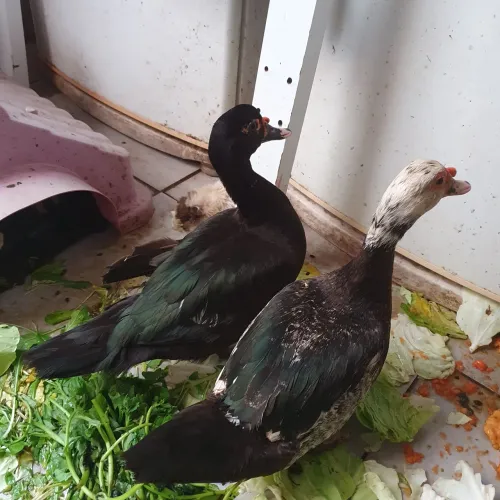 Animais para agropecuária 