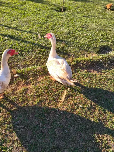 Vendo patos