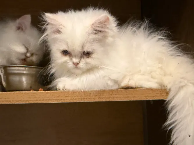 Lindos bebezinhos de gato persa