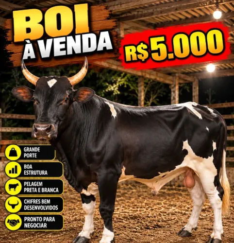 VENDO BOI GRANDE E DE BELO PORTE - R$ 5.000