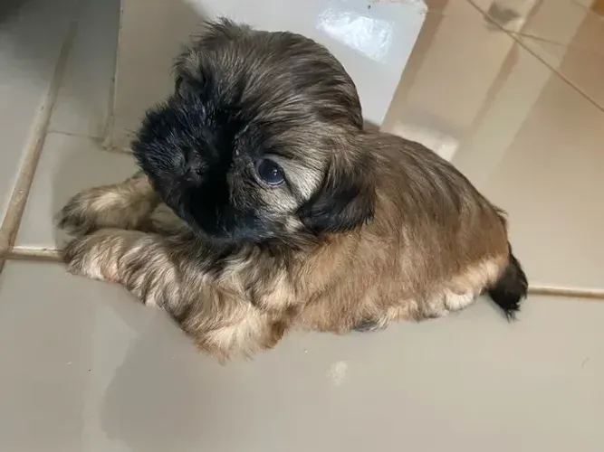 Cachorros pequenos Yorkpoo apartir de 299 com entrega grátis aproveite lindas opções