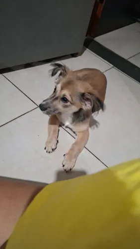 Doa-se cachorro de porte médio com as vacinas em dia e vermifugado,aproximadamente 4 meses