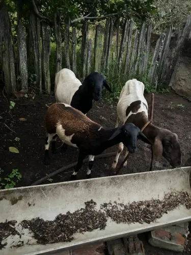 Lote com 1 carneiro, 1 marrã, 1 ovelha!!