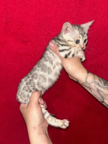 Gato Bengal Silver Fêmea