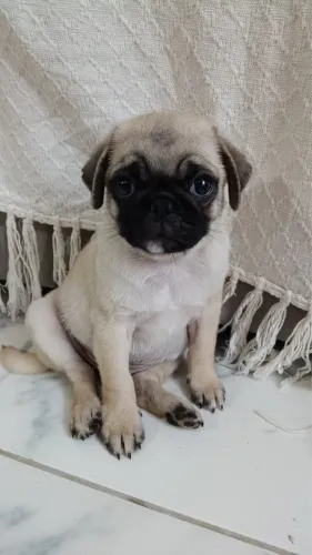 Pug filhote