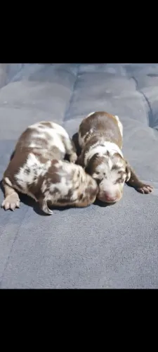 Filhote de Dachshund macho