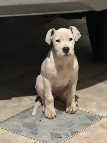 Dog argentino 
