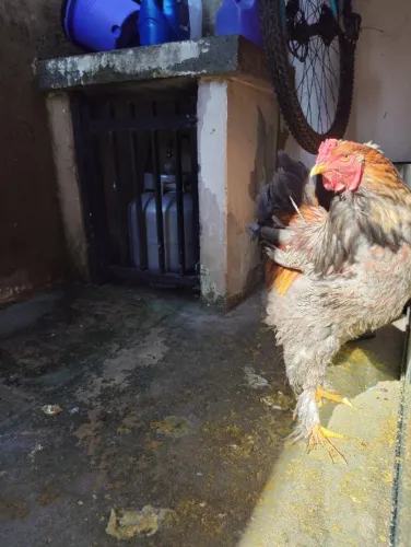 Galo brahma