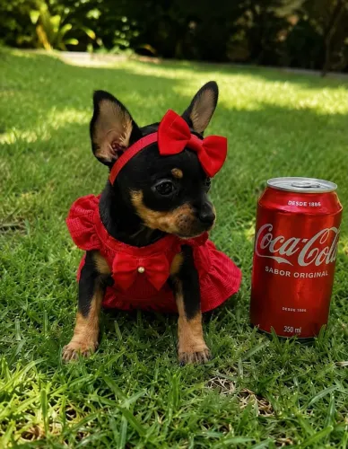 Pinscher 00 macho e fêmea