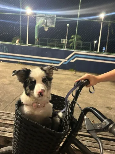 Border Collie