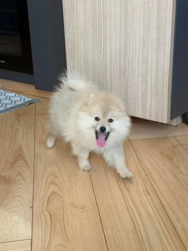 Vendo filhote de Lulu da pomerania