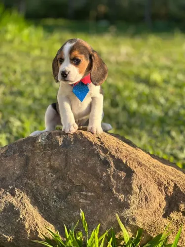 Macho de beagle espetacular 