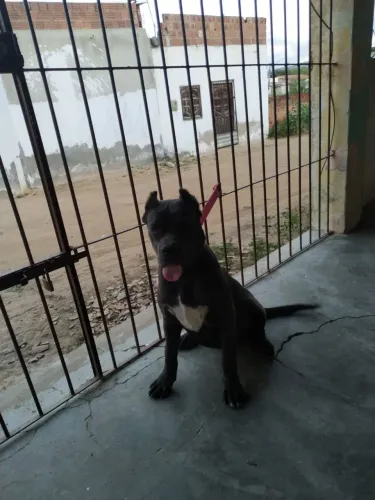 FILHOTE DE CANE CORSO FÊMEA