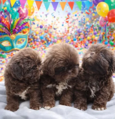 Shih-tzu chocolate duas fêmea e um macho vacinados