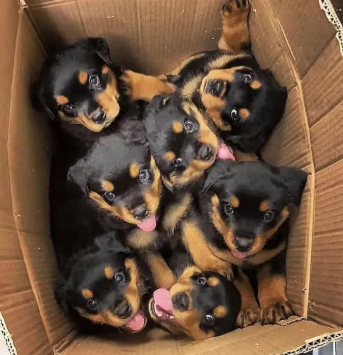 Filhote Rottweiler, Um filhote pode mudar sua vida!