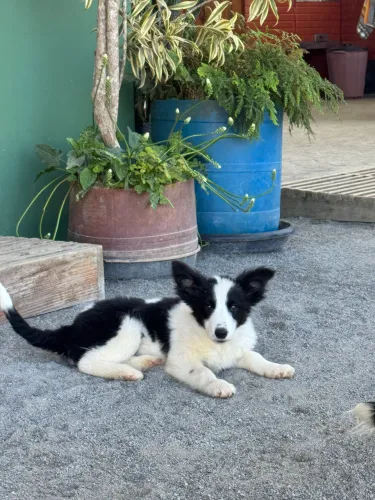 Filhote de border collie