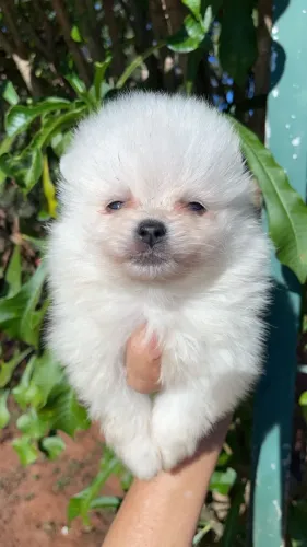 SPITZ ALEMÃO ANÃ FÊMEA DISPONÍVEL 