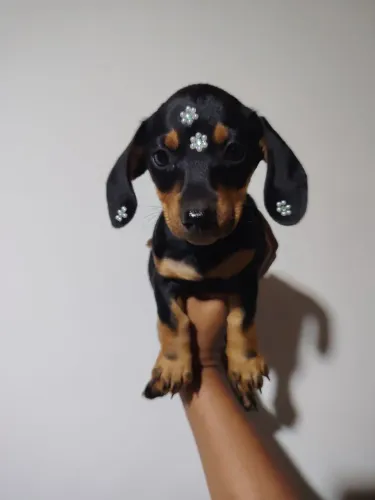 Teckel fêmea em promoção Dashchund