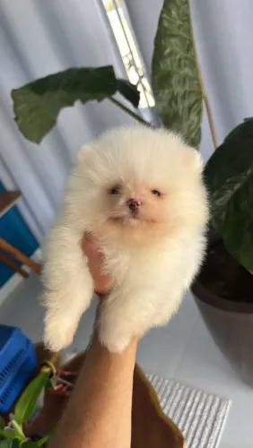 Lindo machinho spitz/lulu
