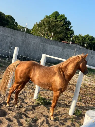 Vendo cavalo pronto Ranch Sorting P O 