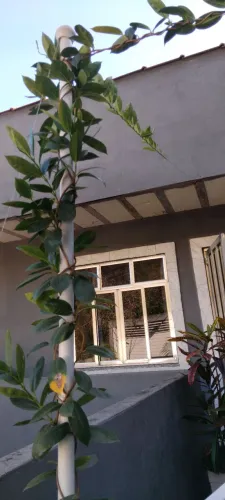 Planta Trepadeira Dipladenia no vaso grande