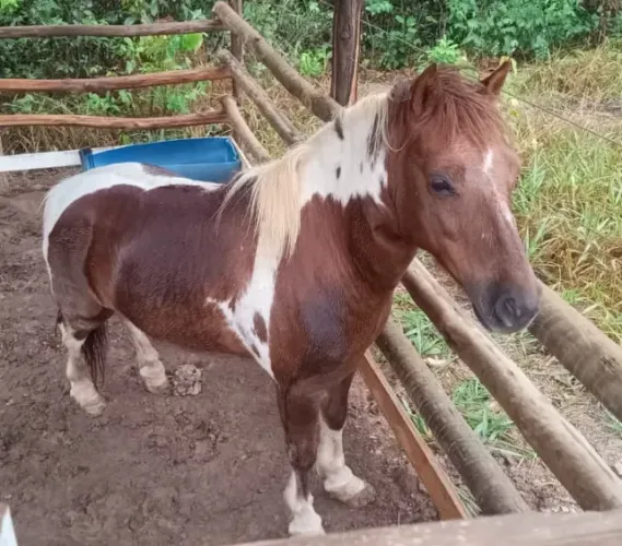 Pônei Pampa Castanho Manso - CASTRADO - Acompanha Sela, Manta de Sela e Freio