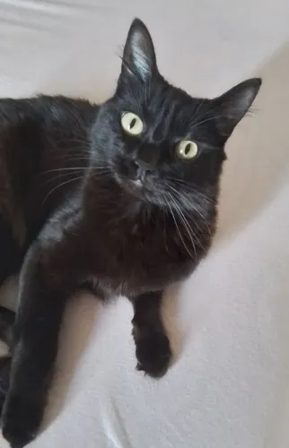 Doação de gatinha 