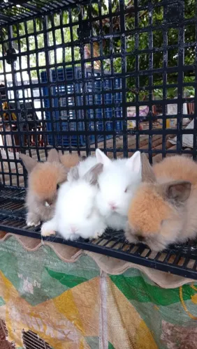 Lindos filhotes de coelhos Lion