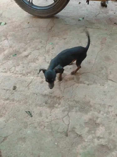 Pinscher  macho