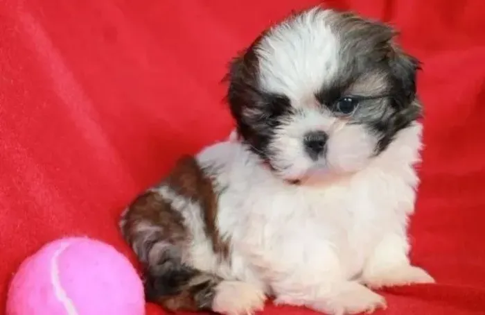 Shih Tzu A raça dos seus sonhos está esperando por você