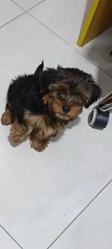Cachorro MACHO YORKSHIRE