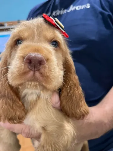 Cocker Spaniel Inglês - Verifiquei as cores disponível