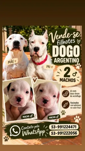 Vende filhotes de Dogo Argentino