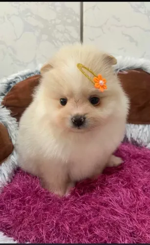 Spitz alemão