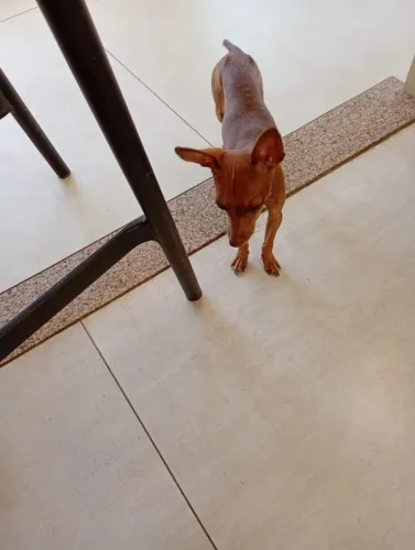 Pinscher macho nº 1