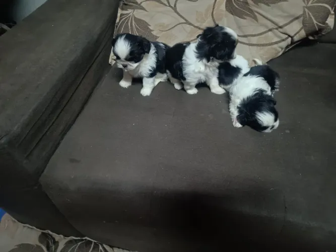 LINDOS FILHOTES DE SHIH TZU
