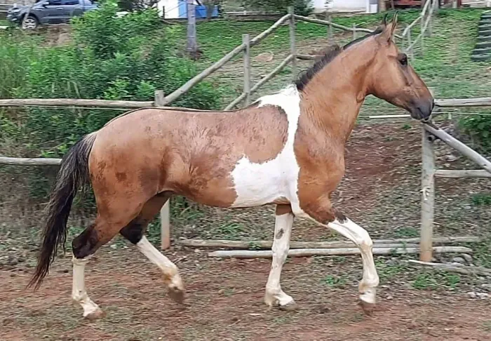 Lindo Cavalo Campolina Pampa a Venda ! OPORTUNIDADE 