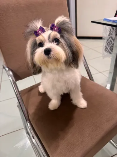 Shih tzu