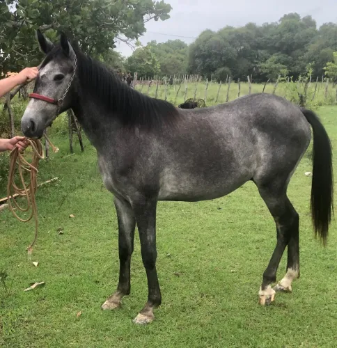 Potro 1 ano e 10 meses cavalo 