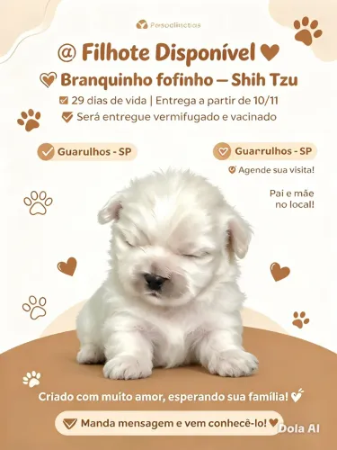 Shitzu disponível para entrega em 10/11